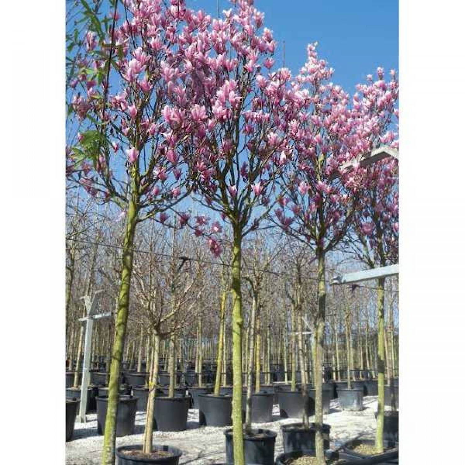 Chinese Magnolia Tree (Magnolia soulangeana) | Kipogeorgiki