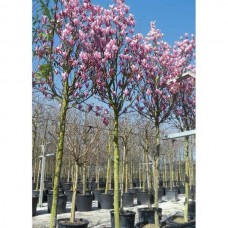 Μαγνόλια Σουλατζιάνα ή Μανόλια (Magnolia × soulangeana) Δέντρο - Μαγνόλιες ή Μανόλιες Δέντρα