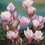 Chinese Magnolia Tree (Magnolia soulangeana) | Kipogeorgiki