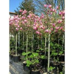 Chinese Magnolia Tree (Magnolia soulangeana) | Kipogeorgiki