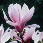 Chinese Magnolia Tree (Magnolia soulangeana) | Kipogeorgiki