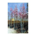 Chinese Magnolia Tree (Magnolia soulangeana) | Kipogeorgiki