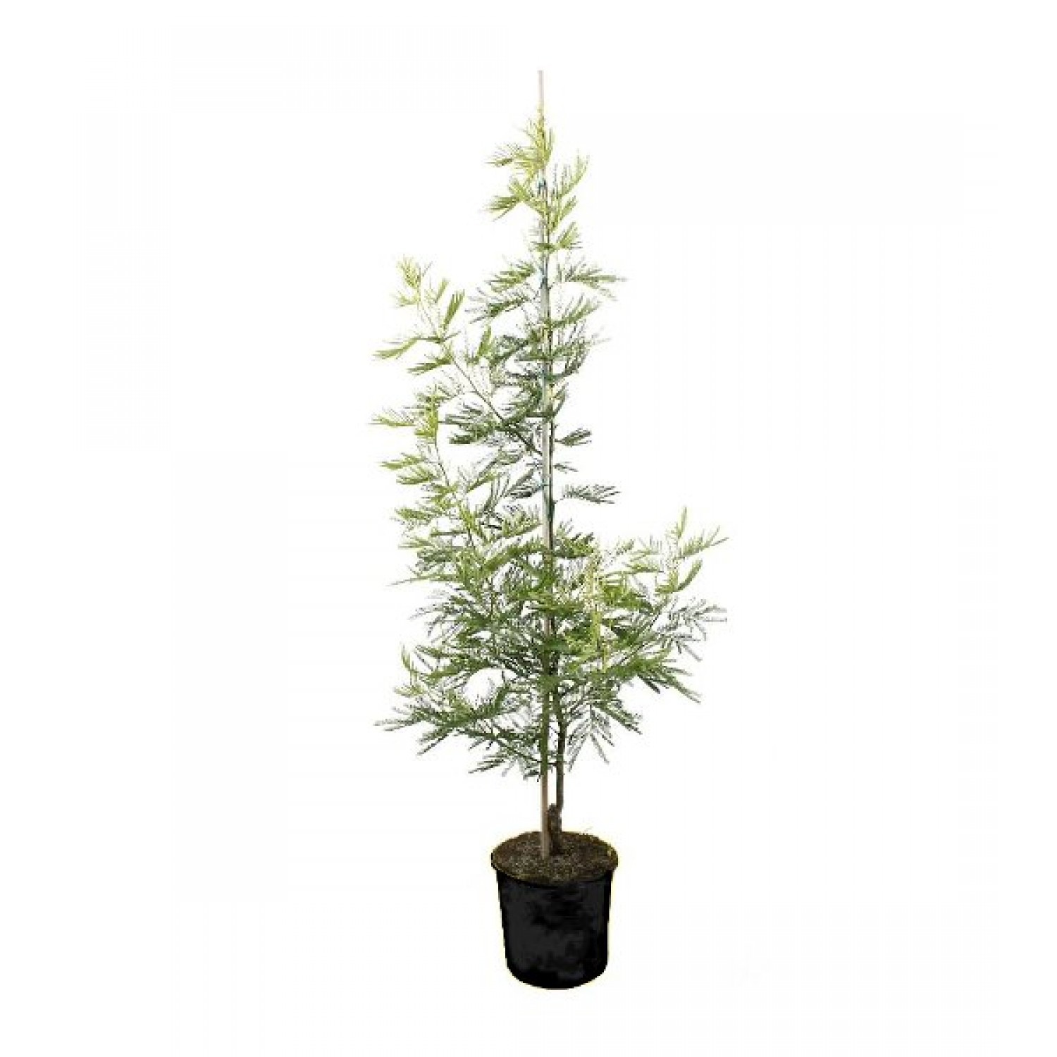 Μιμόζα Νικαίας Δέντρο (Acacia dealbata) | Αειθαλή Δέντρα, Ανθοφόρα Καλλωπιστικά Δέντρα Μιμόζα Νικαίας Δέντρο (Acacia dealbata) | kipogeorgiki.live