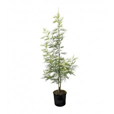 Μιμόζα Νικαίας Δέντρο (Acacia dealbata) | kipogeorgiki.live
