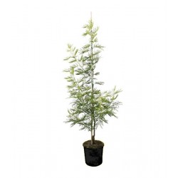 Μιμόζα Νικαίας Δέντρο (Acacia dealbata) | kipogeorgiki.live