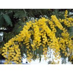 Μιμόζα Νικαίας Δέντρο (Acacia dealbata) | Αειθαλή Δέντρα, Ανθοφόρα Καλλωπιστικά Δέντρα Μιμόζα Νικαίας Δέντρο (Acacia dealbata) | kipogeorgiki.live