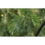 Μιμόζα Νικαίας Δέντρο (Acacia dealbata) | Αειθαλή Δέντρα, Ανθοφόρα Καλλωπιστικά Δέντρα Μιμόζα Νικαίας Δέντρο (Acacia dealbata) | kipogeorgiki.live