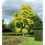 Μιμόζα Νικαίας Δέντρο (Acacia dealbata) | Αειθαλή Δέντρα, Ανθοφόρα Καλλωπιστικά Δέντρα Μιμόζα Νικαίας Δέντρο (Acacia dealbata) | kipogeorgiki.live