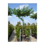 Μουριά Πλατανόφυλλη Δέντρο (Morus platanifolia) Μουριά Πλατανόφυλλη Δέντρο (Morus platanifolia) |kipogeorgiki.live