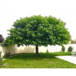 Μουριά Πλατανόφυλλη Δέντρο (Morus platanifolia) Μουριά Πλατανόφυλλη Δέντρο (Morus platanifolia) |kipogeorgiki.live