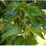 Μουριά Πλατανόφυλλη Δέντρο (Morus platanifolia) Μουριά Πλατανόφυλλη Δέντρο (Morus platanifolia) |kipogeorgiki.live