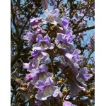 Princess Tree (Paulownia tomentosa) | Rapid Growth Trees Princess Tree (Paulownia tomentosa) | kipogeorgiki.live