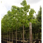 Princess Tree (Paulownia tomentosa) | Rapid Growth Trees Princess Tree (Paulownia tomentosa) | kipogeorgiki.live
