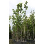 Princess Tree (Paulownia tomentosa) | Rapid Growth Trees Princess Tree (Paulownia tomentosa) | kipogeorgiki.live
