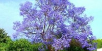 Παυλώνια - Καλλιέργεια, Χρήση και Συντήρηση