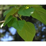 Princess Tree (Paulownia tomentosa) | Rapid Growth Trees Princess Tree (Paulownia tomentosa) | kipogeorgiki.live