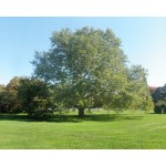 Πλατάνι Καναδά Δέντρο (Platanus x acerifolia - συν. Platanus × hispanica) Πλατάνι Καναδά Δέντρο (Platanus x acerifolia - συν. Platanus × hispanica)
