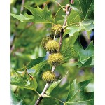 Πλατάνι Καναδά Δέντρο (Platanus x acerifolia - συν. Platanus × hispanica) Πλατάνι Καναδά Δέντρο (Platanus x acerifolia - συν. Platanus × hispanica)