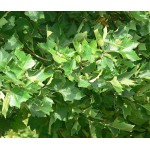 Πλατάνι Καναδά Δέντρο (Platanus x acerifolia - συν. Platanus × hispanica) Πλατάνι Καναδά Δέντρο (Platanus x acerifolia - συν. Platanus × hispanica)