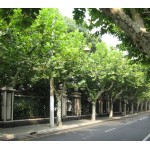 Πλατάνι Καναδά Δέντρο (Platanus x acerifolia - συν. Platanus × hispanica) Πλατάνι Καναδά Δέντρο (Platanus x acerifolia - συν. Platanus × hispanica)
