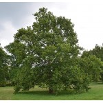 Πλάτανος ο Δυτικός Δέντρο (Platanus occidentalis) Πλάτανος ο Δυτικός Δέντρο (Platanus occidentalis) | kipogeorgiki.live