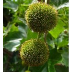 Πλάτανος ο Δυτικός Δέντρο (Platanus occidentalis) Πλάτανος ο Δυτικός Δέντρο (Platanus occidentalis) | kipogeorgiki.live
