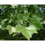 Πλάτανος ο Δυτικός Δέντρο (Platanus occidentalis) Πλάτανος ο Δυτικός Δέντρο (Platanus occidentalis) | kipogeorgiki.live