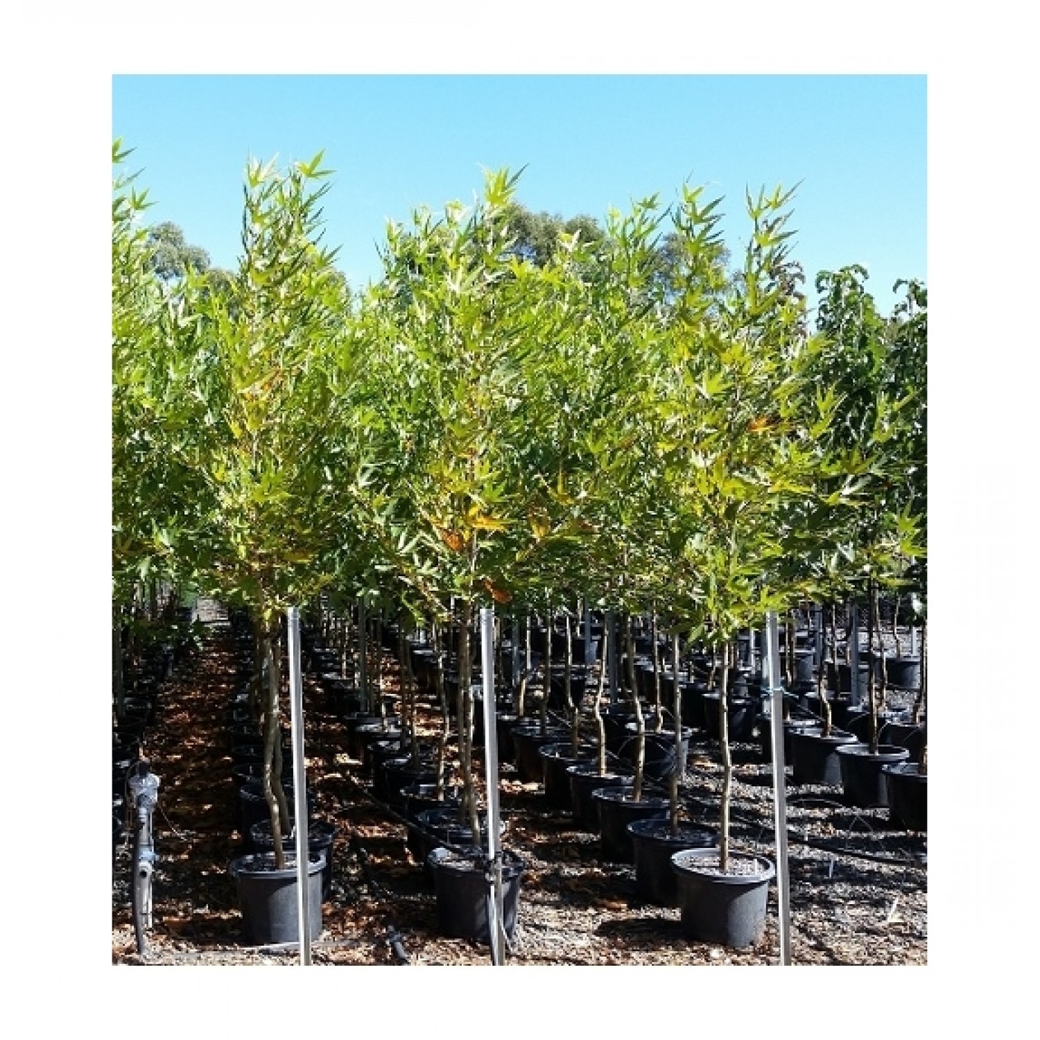 Πλάτανος ο Ανατολικός Δέντρο (Platanus orientalis) Πλάτανος ο Ανατολικός Δέντρο (Platanus orientalis) | kipogeorgiki.live