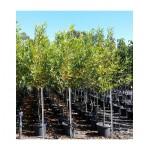 Πλάτανος ο Ανατολικός Δέντρο (Platanus orientalis) Πλάτανος ο Ανατολικός Δέντρο (Platanus orientalis) | kipogeorgiki.live