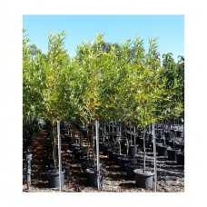 Πλάτανος ο Ανατολικός Δέντρο (Platanus orientalis) | kipogeorgiki.live