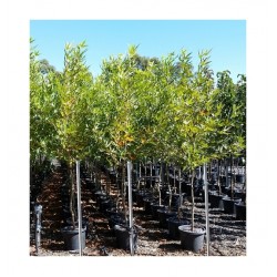 Πλάτανος ο Ανατολικός Δέντρο (Platanus orientalis) | kipogeorgiki.live