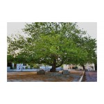 Πλάτανος ο Ανατολικός Δέντρο (Platanus orientalis) Πλάτανος ο Ανατολικός Δέντρο (Platanus orientalis) | kipogeorgiki.live