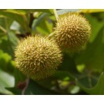 Πλάτανος ο Ανατολικός Δέντρο (Platanus orientalis) Πλάτανος ο Ανατολικός Δέντρο (Platanus orientalis) | kipogeorgiki.live