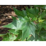 Πλάτανος ο Ανατολικός Δέντρο (Platanus orientalis) Πλάτανος ο Ανατολικός Δέντρο (Platanus orientalis) | kipogeorgiki.live