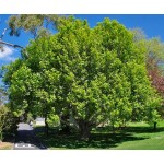 Πλάτανος ο Ανατολικός Δέντρο (Platanus orientalis) Πλάτανος ο Ανατολικός Δέντρο (Platanus orientalis) | kipogeorgiki.live