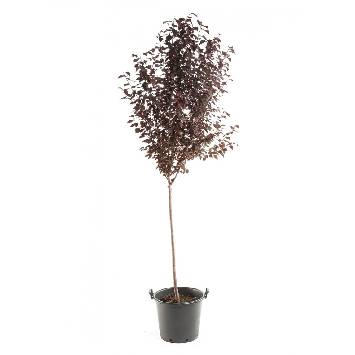 Προύνος ή Καλλωπιστική Δαμασκηνιά Δέντρο (Prunus cerasifera var. pissardii) Προύνος ή Καλλωπιστική Δαμασκηνιά Δέντρο (Prunus cerasifera var. pissardii) | kipogeorgiki.live