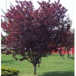 Προύνος ή Καλλωπιστική Δαμασκηνιά Δέντρο (Prunus cerasifera var. pissardii) Προύνος ή Καλλωπιστική Δαμασκηνιά Δέντρο (Prunus cerasifera var. pissardii) | kipogeorgiki.live