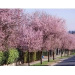 Προύνος ή Καλλωπιστική Δαμασκηνιά Δέντρο (Prunus cerasifera var. pissardii) Προύνος ή Καλλωπιστική Δαμασκηνιά Δέντρο (Prunus cerasifera var. pissardii) | kipogeorgiki.live