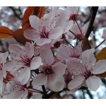 Προύνος ή Καλλωπιστική Δαμασκηνιά Δέντρο (Prunus cerasifera var. pissardii) Προύνος ή Καλλωπιστική Δαμασκηνιά Δέντρο (Prunus cerasifera var. pissardii) | kipogeorgiki.live