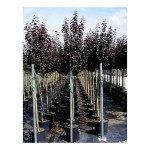 Προύνος ή Καλλωπιστική Δαμασκηνιά Δέντρο (Prunus cerasifera var. pissardii) Προύνος ή Καλλωπιστική Δαμασκηνιά Δέντρο (Prunus cerasifera var. pissardii) | kipogeorgiki.live