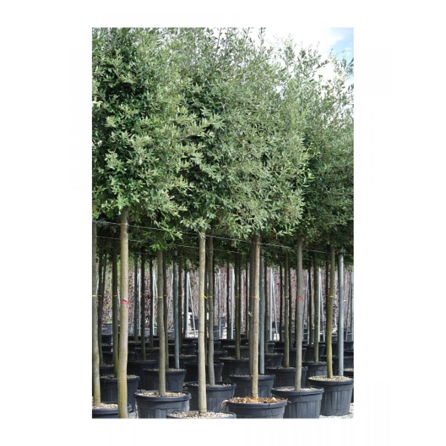 Δρύς η Αριά Δέντρο - Βελανιδιά (Quercus ilex) Δρύς η Αριά Δέντρο - Βελανιδιά (Quercus ilex) | kipogeorgiki.live