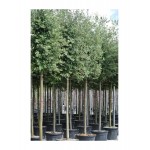 Δρύς η Αριά Δέντρο - Βελανιδιά (Quercus ilex) Δρύς η Αριά Δέντρο - Βελανιδιά (Quercus ilex) | kipogeorgiki.live