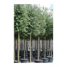 Holly Oak Tree (Quercus ilex)  |  kipogeorgiki.live