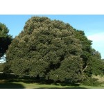 Δρύς η Αριά Δέντρο - Βελανιδιά (Quercus ilex) Δρύς η Αριά Δέντρο - Βελανιδιά (Quercus ilex) | kipogeorgiki.live