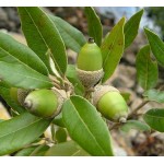 Δρύς η Αριά Δέντρο - Βελανιδιά (Quercus ilex) Δρύς η Αριά Δέντρο - Βελανιδιά (Quercus ilex) | kipogeorgiki.live