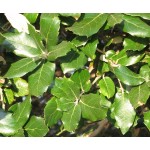 Δρύς η Αριά Δέντρο - Βελανιδιά (Quercus ilex) Δρύς η Αριά Δέντρο - Βελανιδιά (Quercus ilex) | kipogeorgiki.live