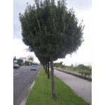 Δρύς η Αριά Δέντρο - Βελανιδιά (Quercus ilex) Δρύς η Αριά Δέντρο - Βελανιδιά (Quercus ilex) | kipogeorgiki.live