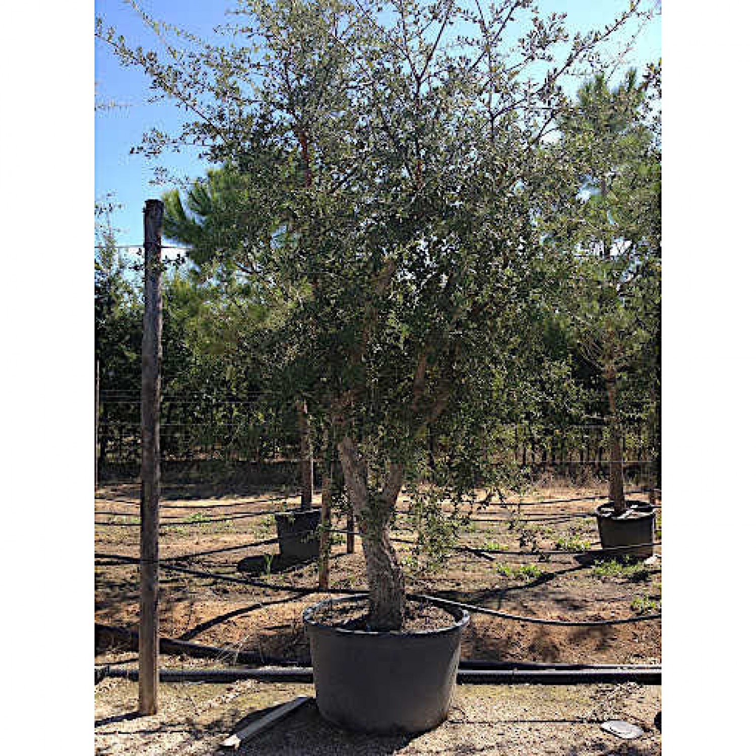 Cork Oak Tree (Quercus suber) Cork Oak Tree (Quercus suber) | kipogeorgiki.live