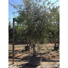 Cork Oak Tree (Quercus suber)  |  kipogeorgiki.live