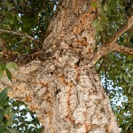 Cork Oak Tree (Quercus suber) Cork Oak Tree (Quercus suber) | kipogeorgiki.live